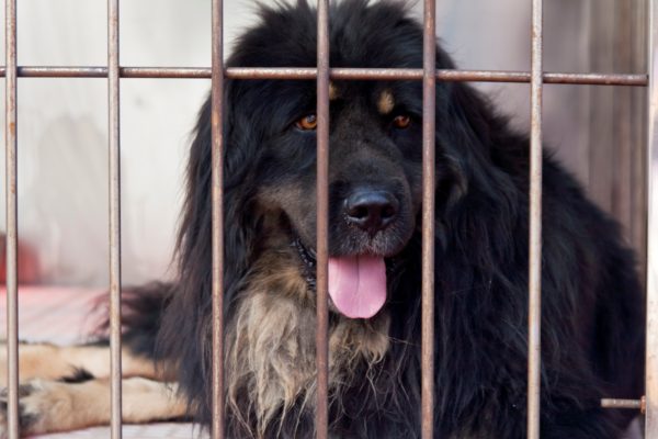 犬・マスティフ・ケージ・檻