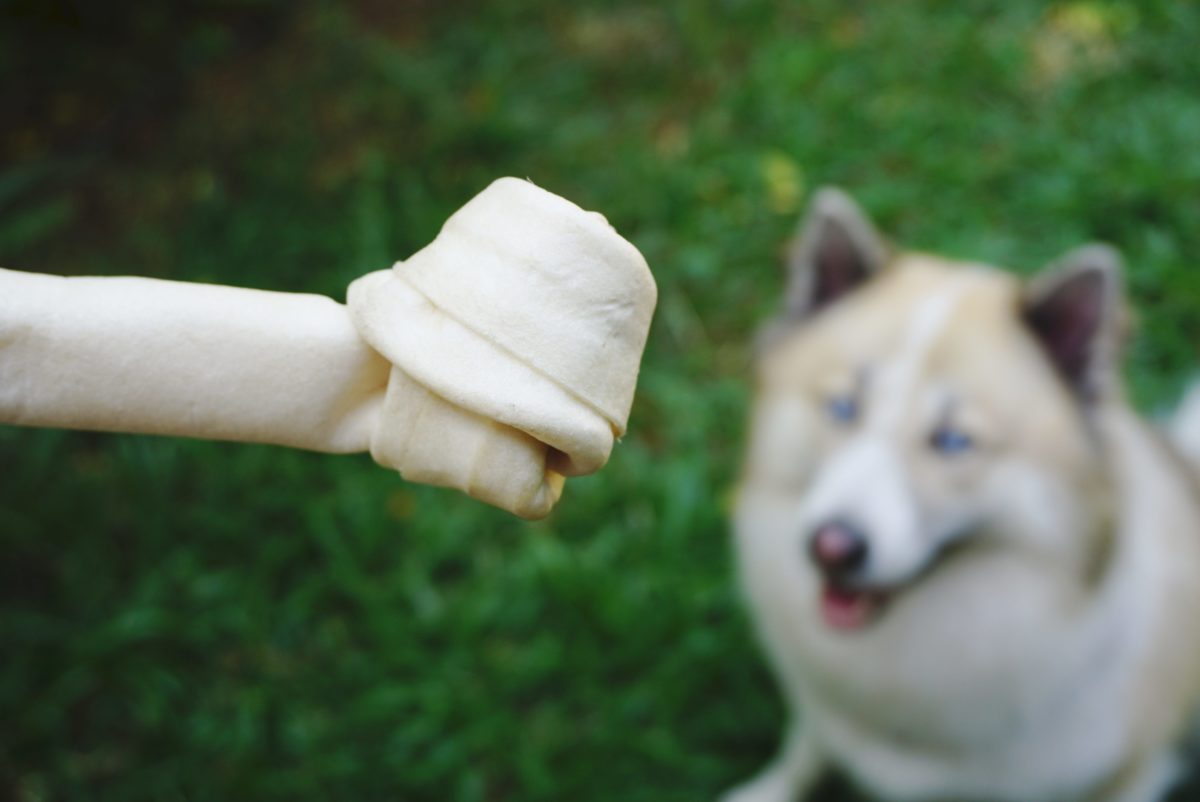 犬・骨・おやつ