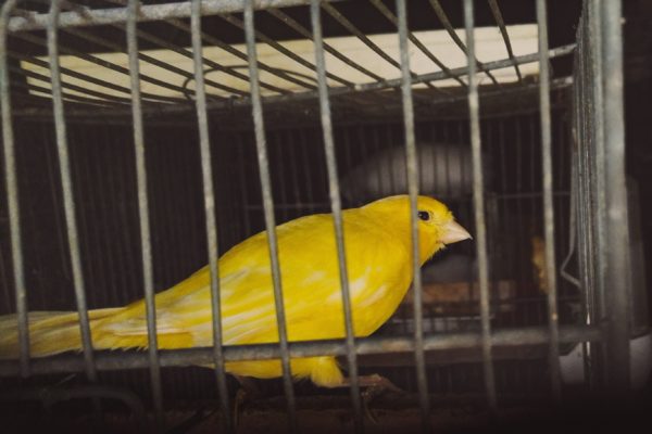 カナリア