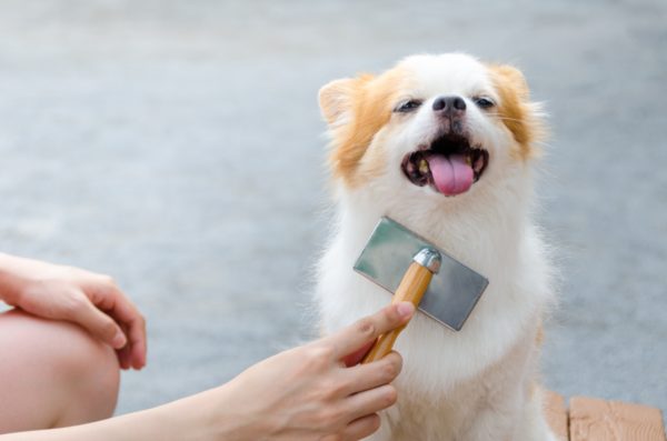 愛犬のトリミングを競う米国の人気番組 奇抜な毛染めが 動物虐待 と批判殺到 ニュースサイトしらべぇ