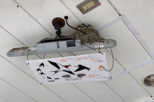 今年もこの季節に…　京王電鉄、ツバメの巣の下にフン受け板の設置を発表