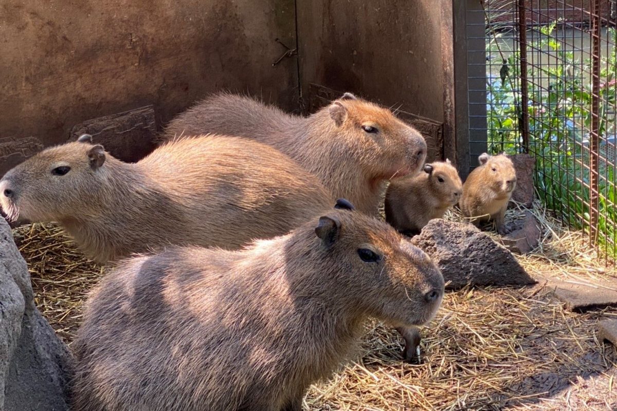 伊豆シャボテン動物公園にカピバラ2頭が誕生 他4頭のベビーラッシュも話題に ニュースサイトしらべぇ