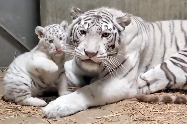 宇都宮動物園・ホワイトタイガー