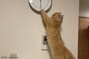 時計をずらす猫