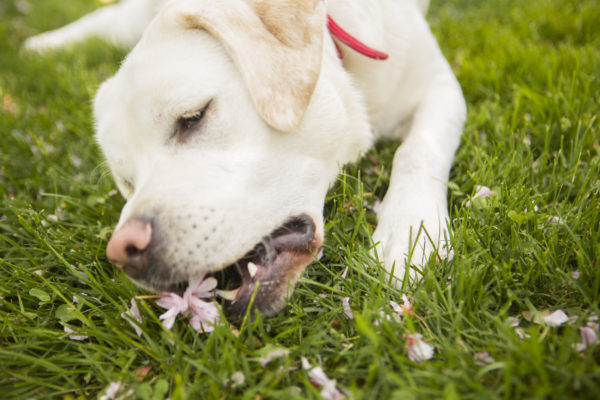 花・犬・庭・草