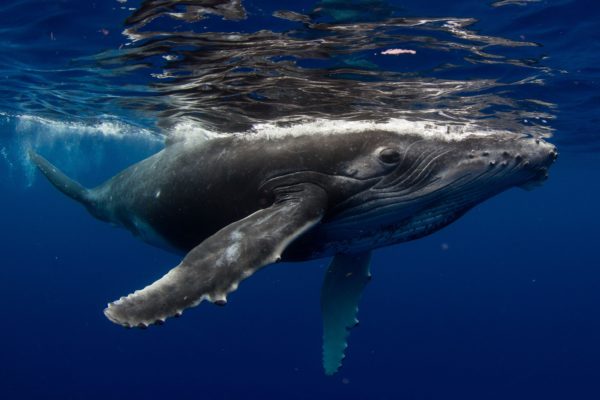 ザトウクジラ