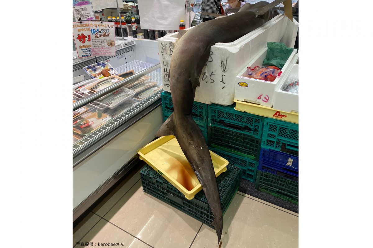 全長3メートルのシュモクザメがスーパーに登場 販売者と目撃者を直撃 Sirabee