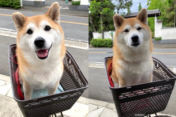 まるちゃん