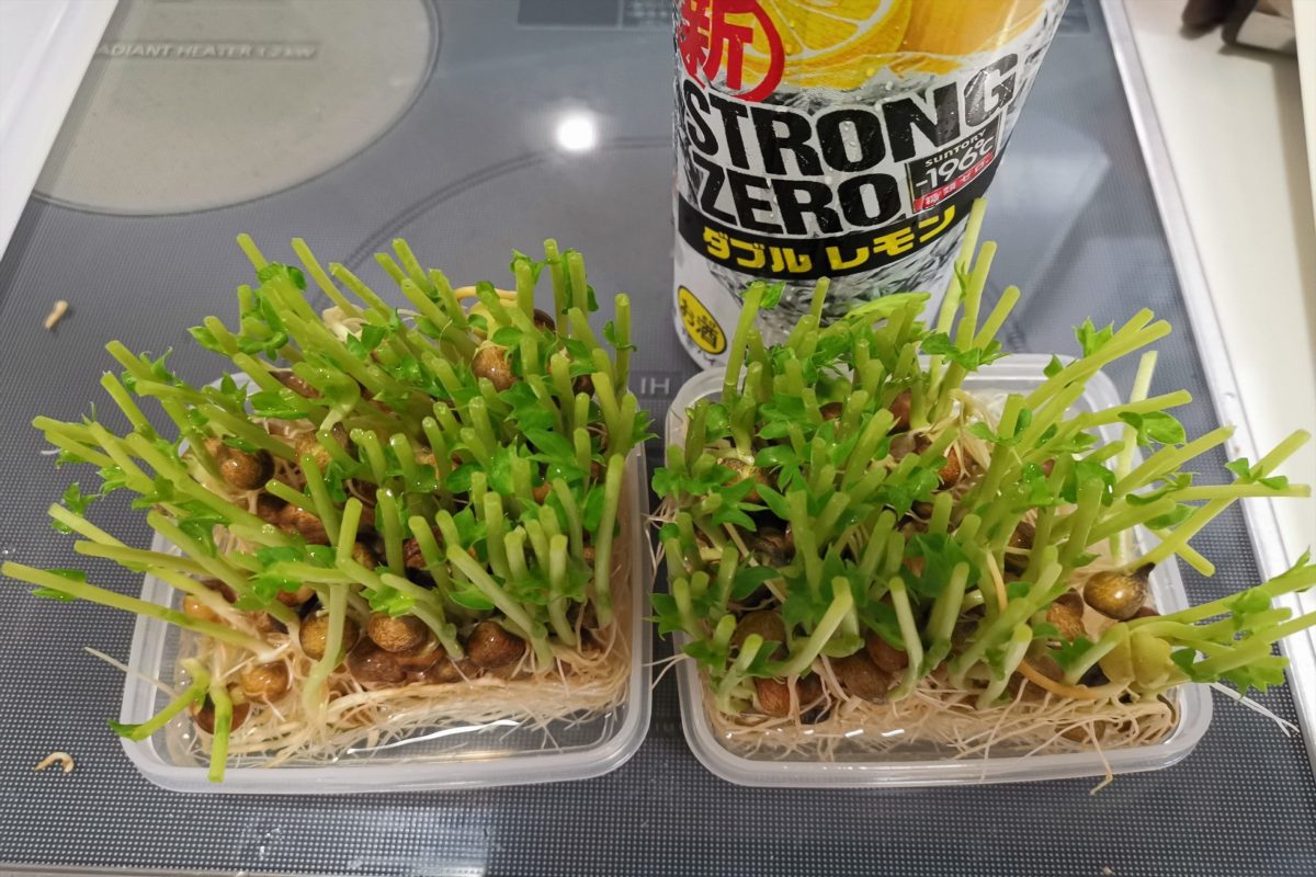 sirabee20210626strongyasai003