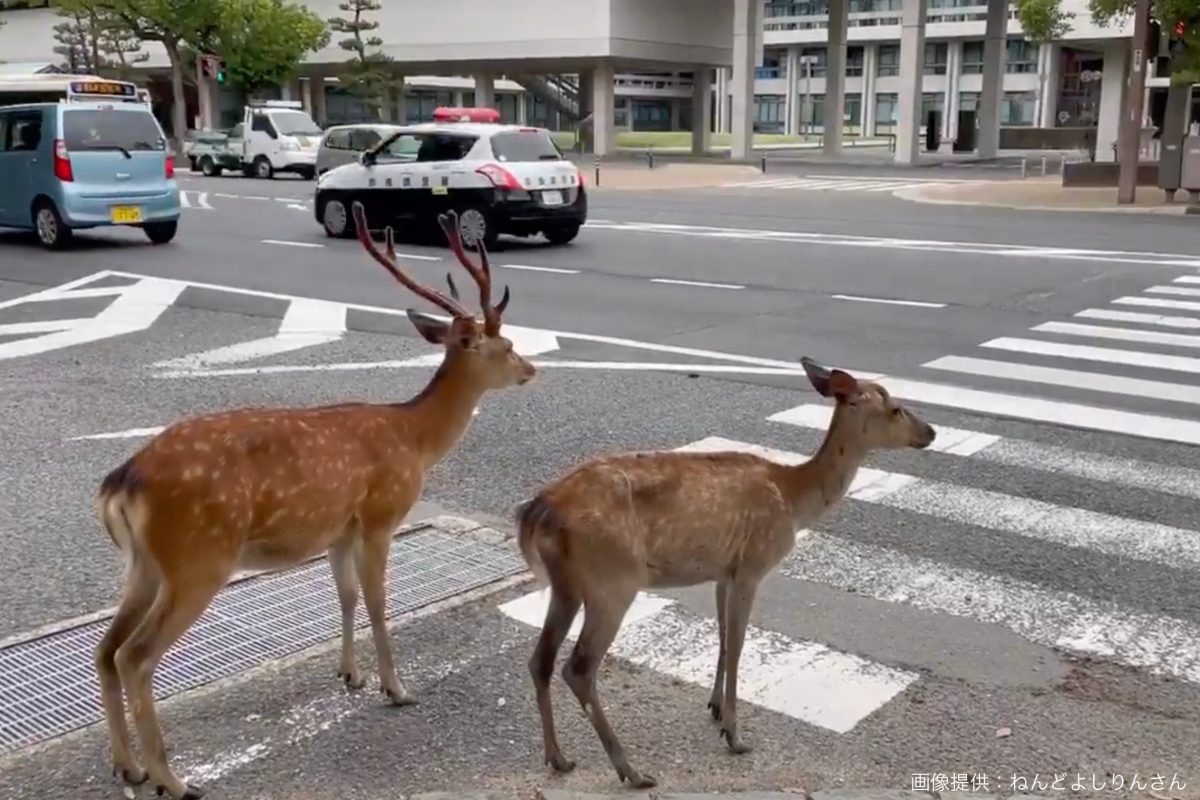 横断歩道を渡る鹿