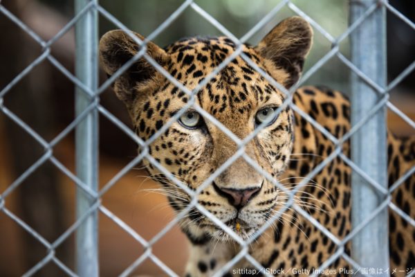 ヒョウ・動物園