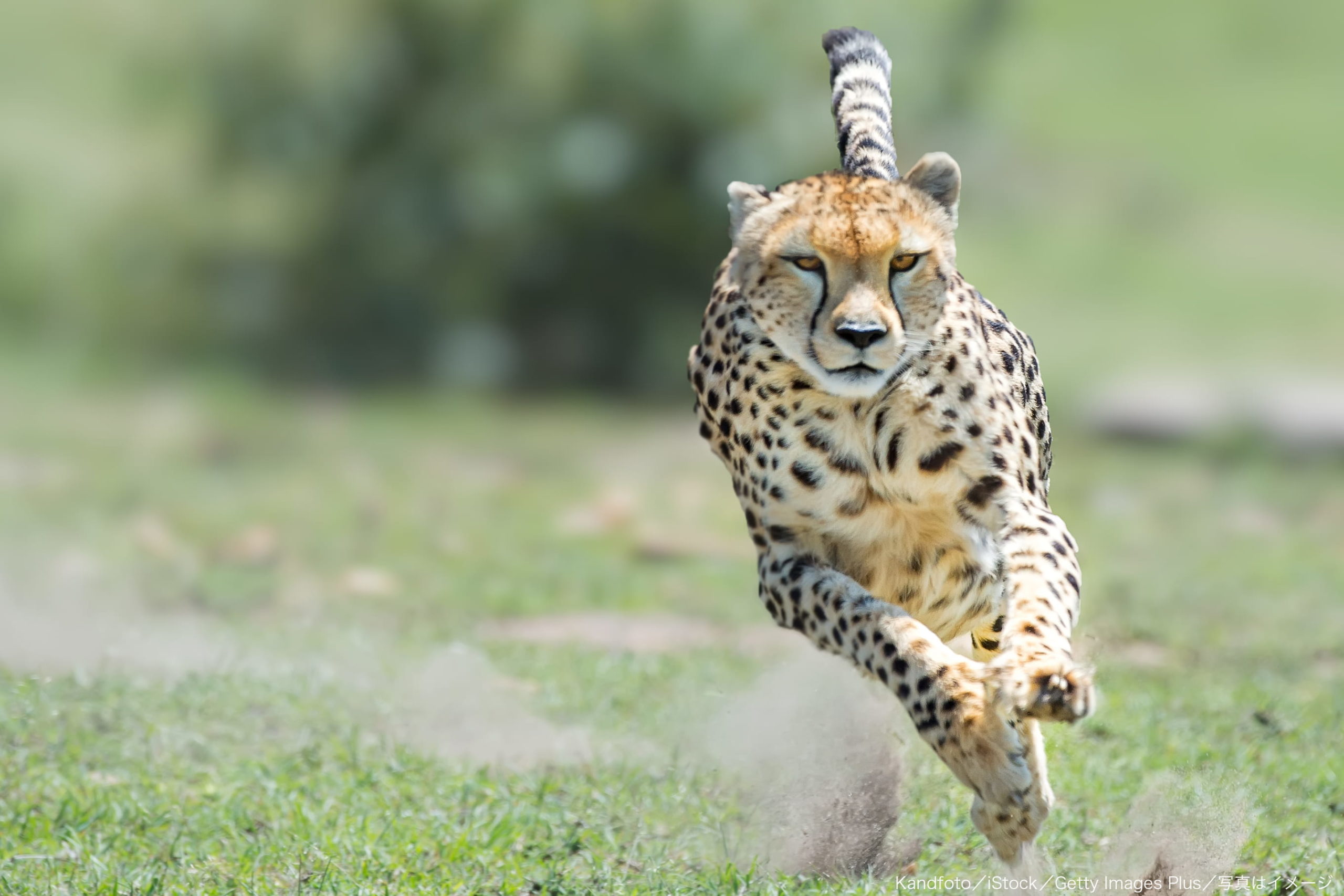 チーターに襲われ大出血のボランティア飼育員 動物園への不信感で事故映像を公開 – Sirabee