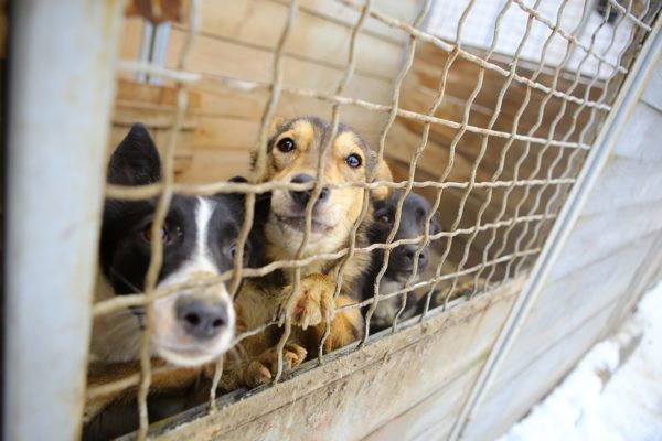 動物保護施設・犬