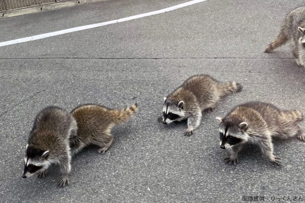 アライグマ