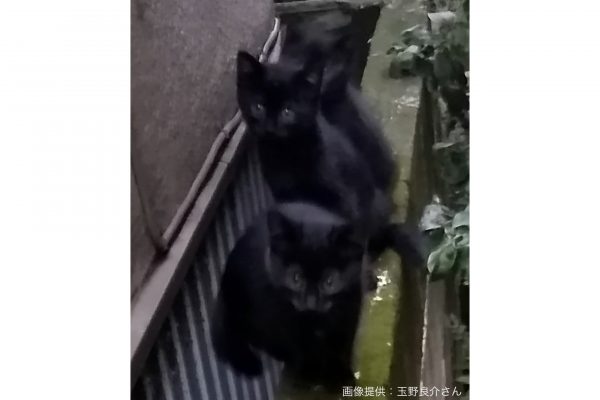 黒猫