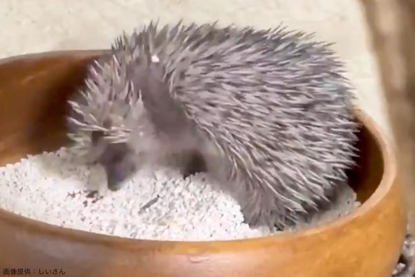 ハリネズミ