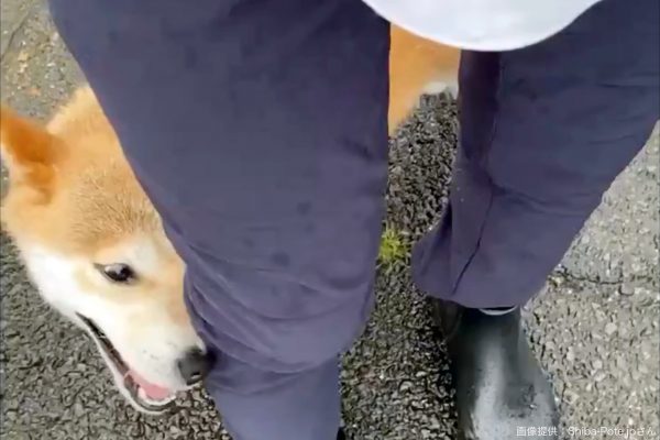 柴犬