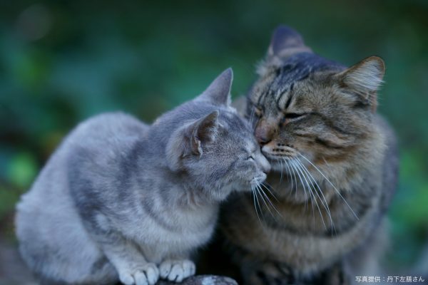猫のキス