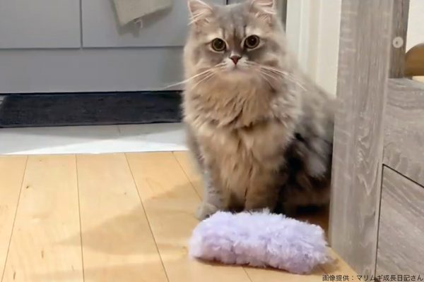 猫・クイックルワイパー