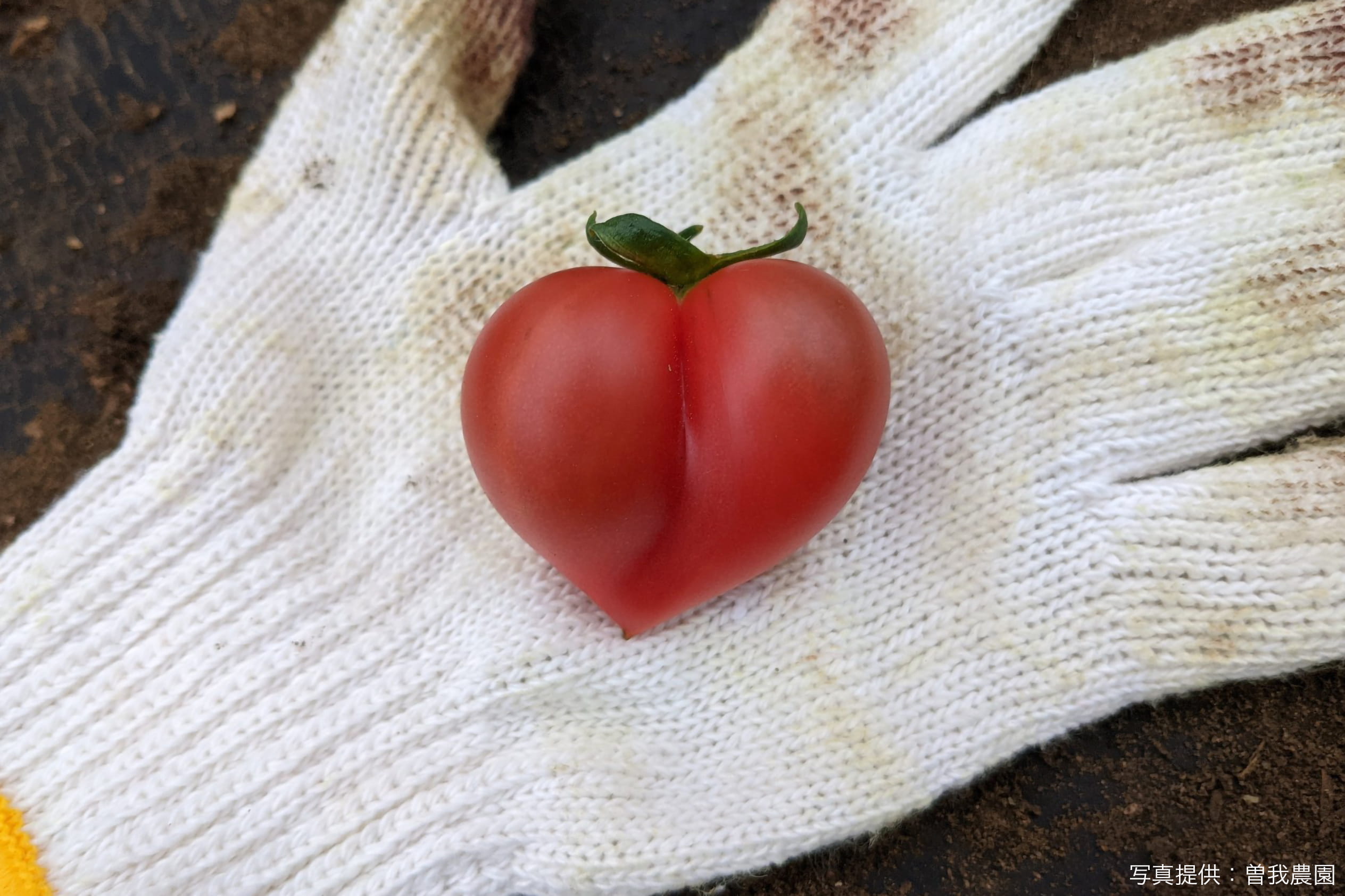 フルーツトマトがハート型になる理由とは こだわりの生産者に品種や育て方を直撃 Sirabeetomato Soga3