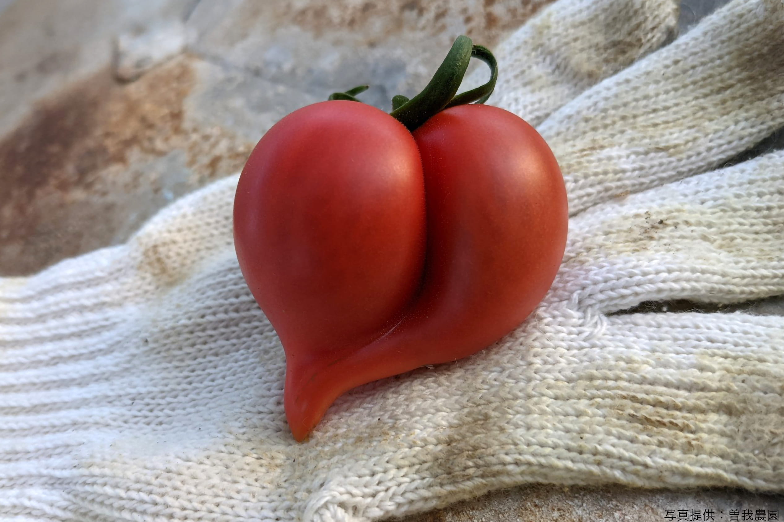 フルーツトマトがハート型になる理由とは こだわりの生産者に品種や育て方を直撃 Sirabeetomato Soga4