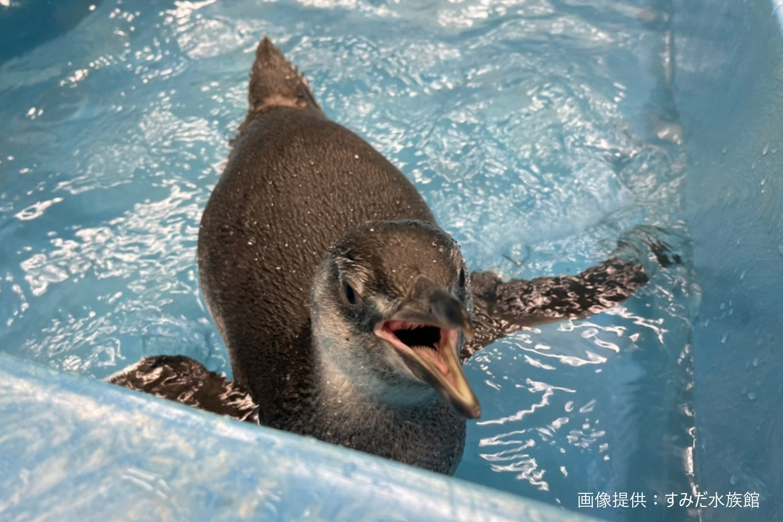 初めて水浴びをするペンギンが話題 かわいい姿の裏では飼育員のプロの業も ツイナビ