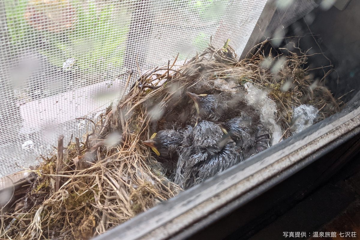 窓と網戸の隙間に鳥の巣とヒナが 発見者は 約2週間使っていなかった部屋 Sirabee