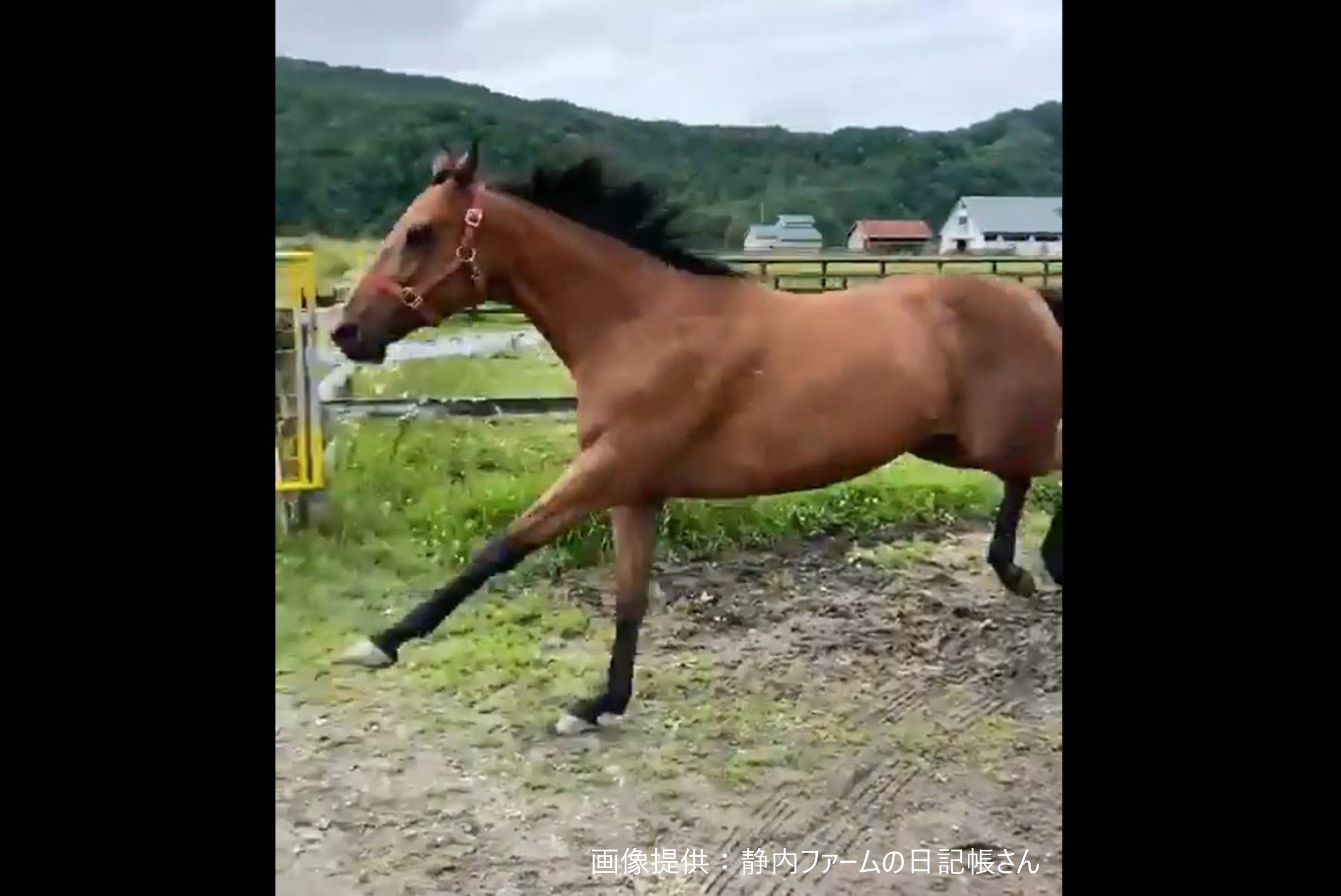 全力疾走で仔馬をぶっちぎる母馬がネットで話題 これぞまさに英才教育 Sirabee