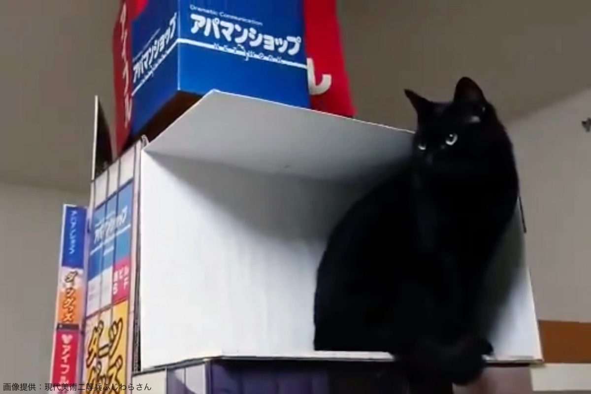 新宿3Dリアル猫