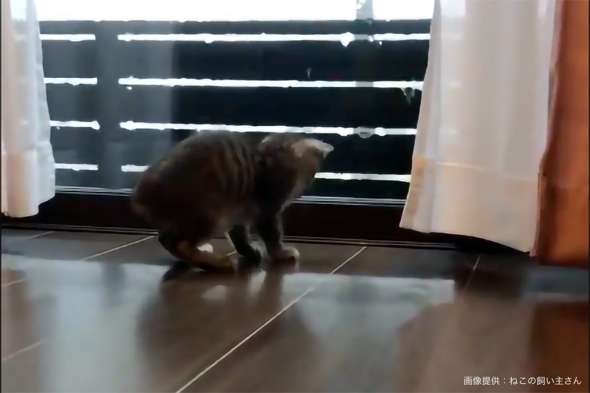 床の映り込みに驚く猫