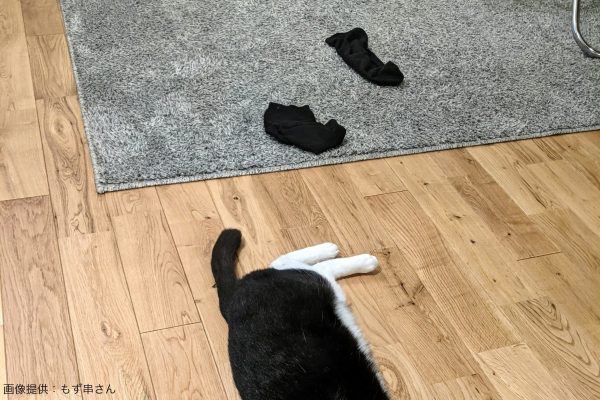 靴下を脱いだような猫