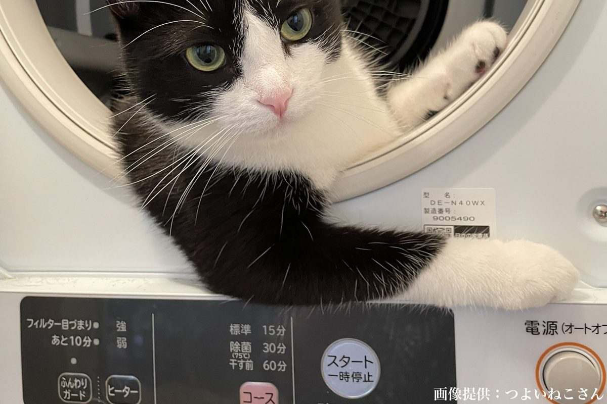 sirabee20210729neko2