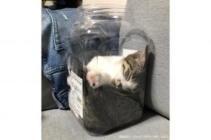 容器に入る猫