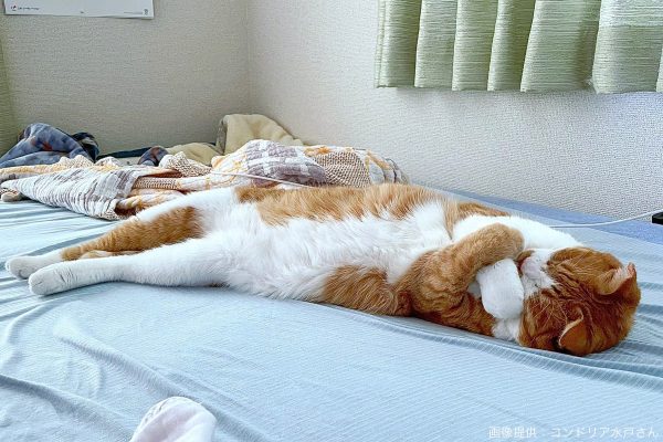 ベッドの上で眠る猫