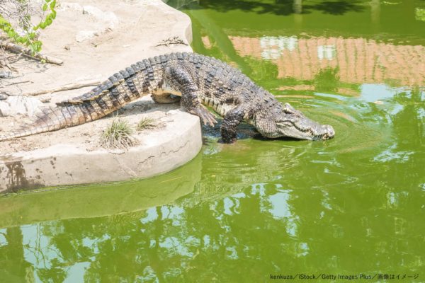 ワニ・動物園