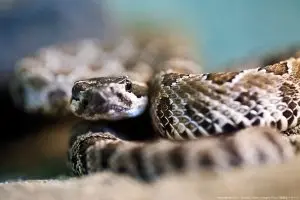 2つ頭のヘビが10万分の1の確率で誕生　愛好家は「生き延びてほしいが過酷」