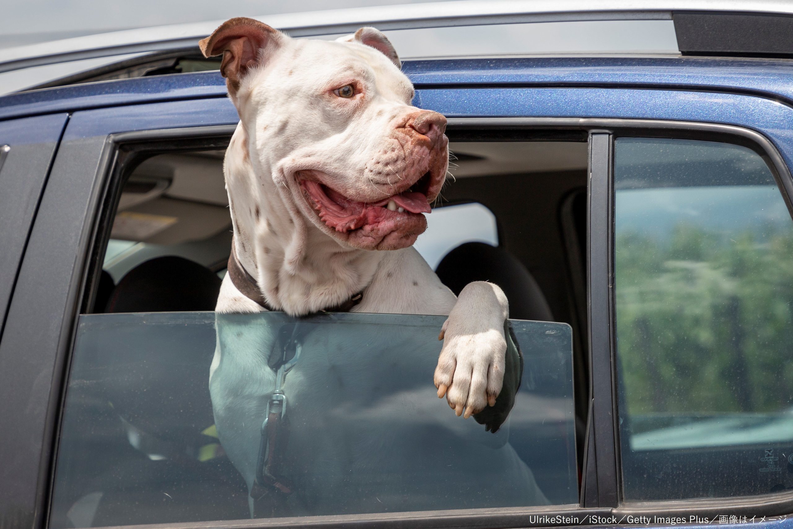 飼い犬を車に閉じ込め熱中症で死なせた女が逮捕 罰だから死んでいいと思った Sirabee