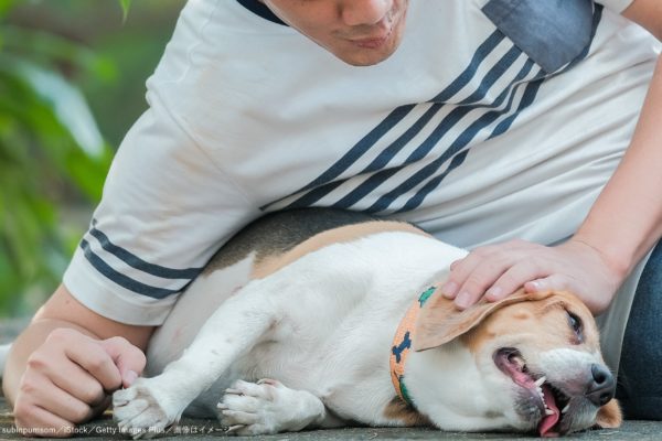 犬・愛犬・飼い主