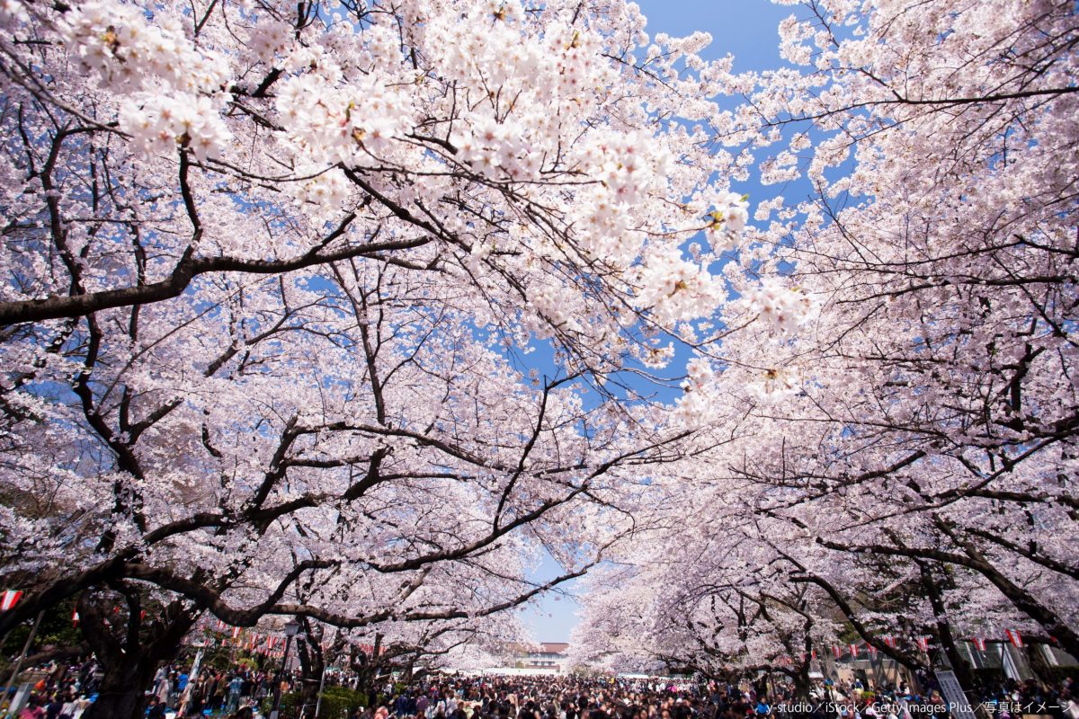 花見・桜・上野公園