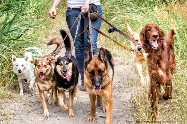 犬・多頭飼い