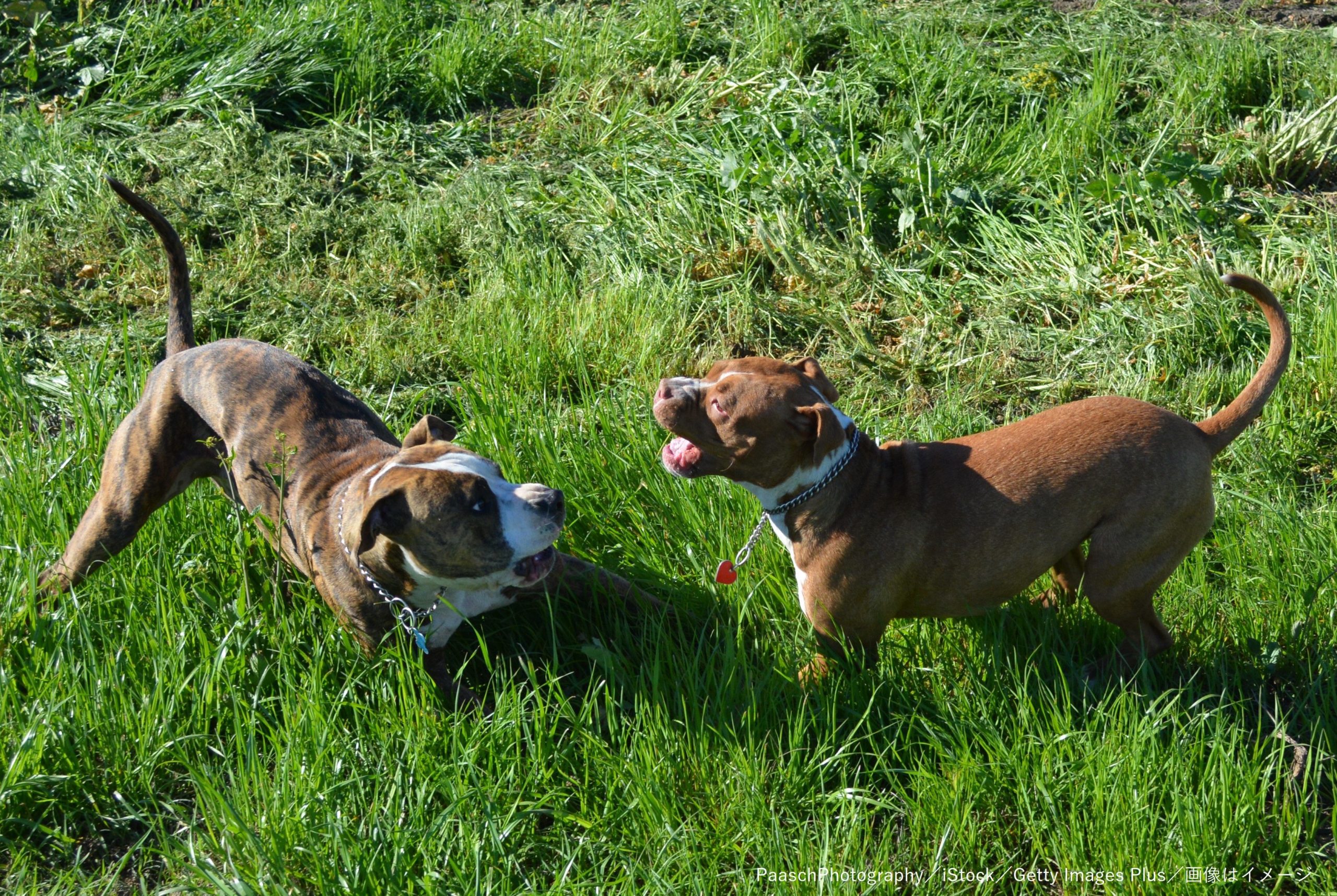 ピットブルのケンカを止めようと 間に入った愛犬家の女性が襲われ死亡 Sirabee