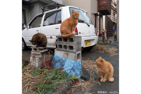 表彰台のような雰囲気の猫