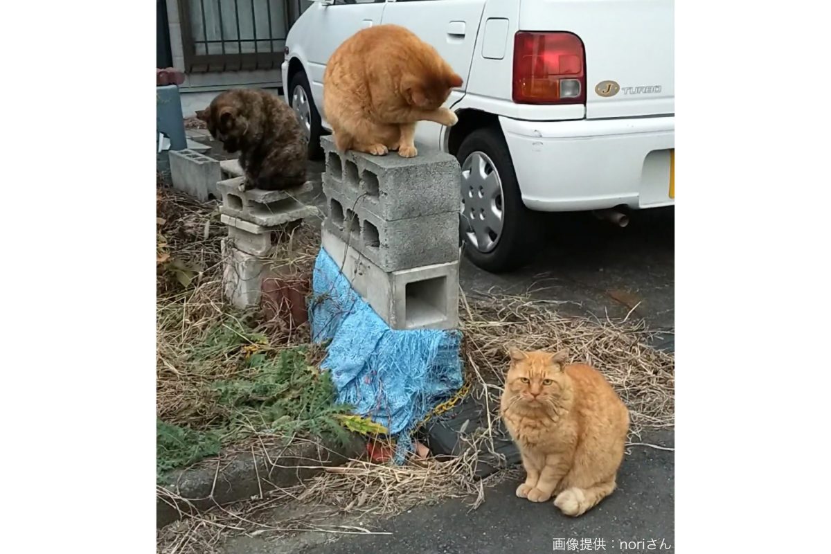 表彰台のような雰囲気の猫