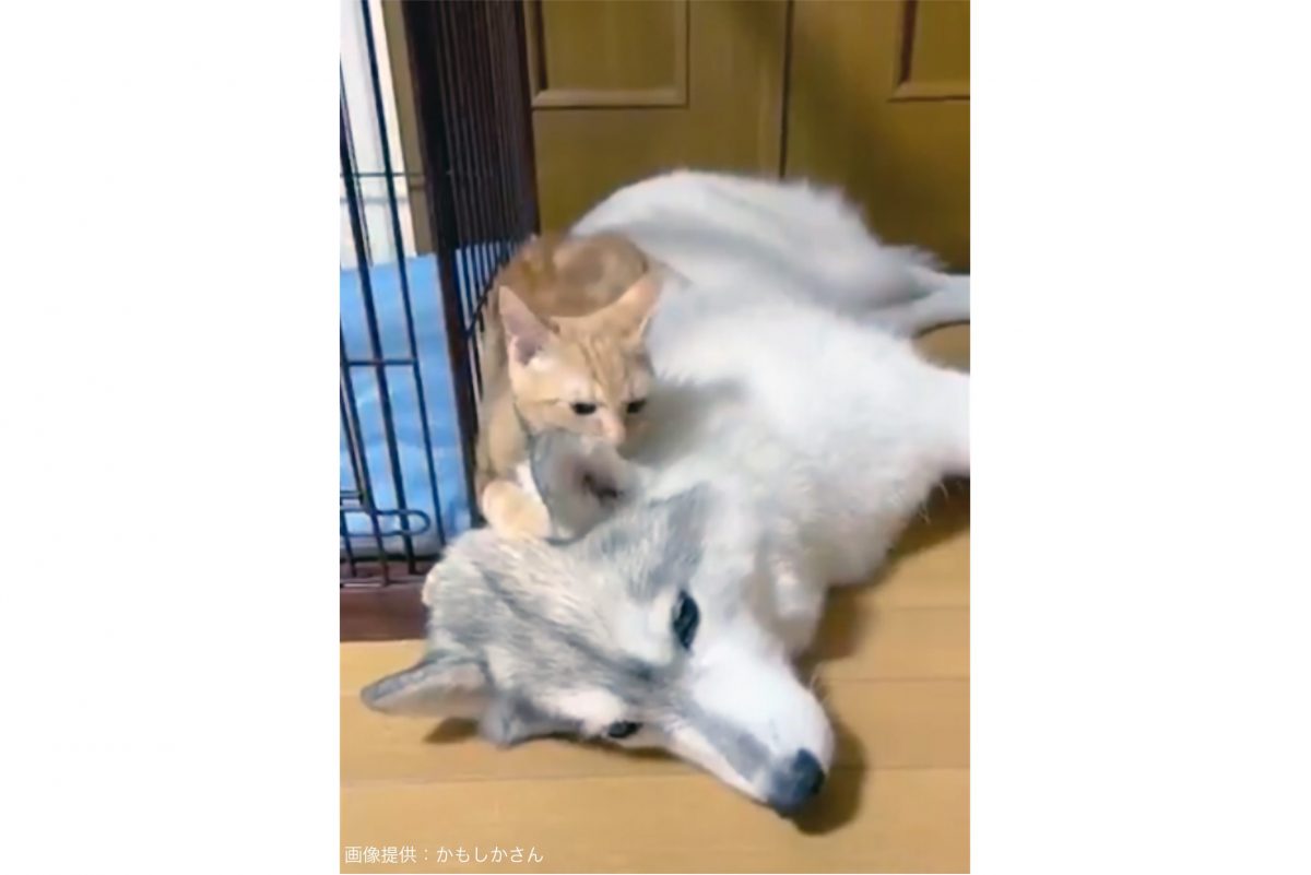 猫と戯れるハスキー犬