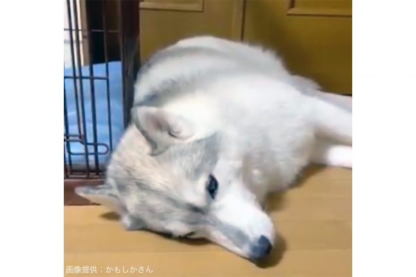 ハスキー犬