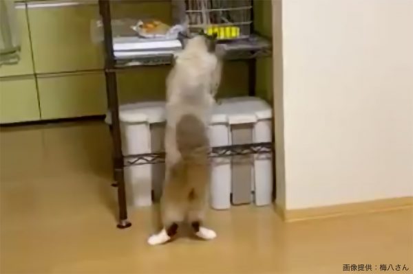 ラックにしがみつく猫