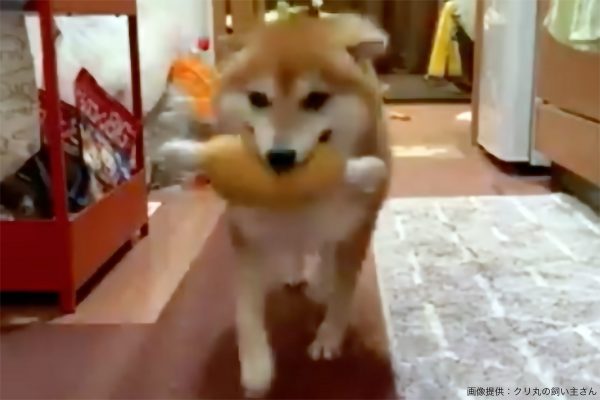 お利口な柴犬