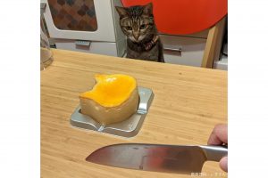 ケーキを見つめる猫