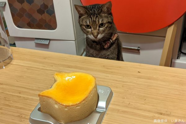 ケーキを見つめる猫