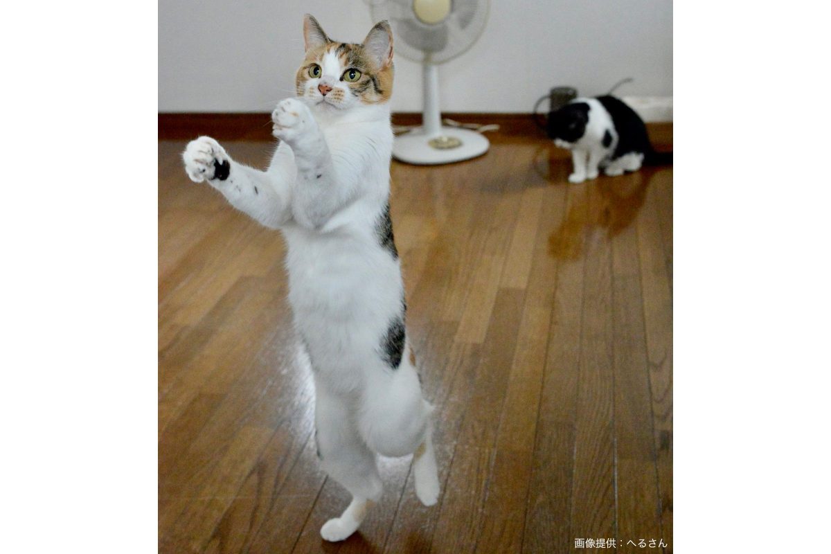 盆踊りのようなポーズの猫